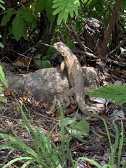 Sceloporus horridus