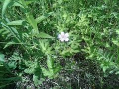 Geranium wlassovianum