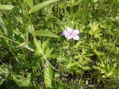 Geranium wlassovianum
