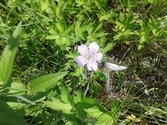 Geranium wlassovianum