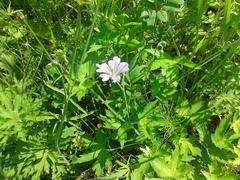 Geranium wlassovianum
