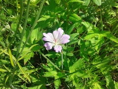 Geranium wlassovianum