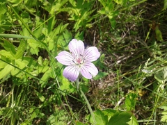 Geranium wlassovianum