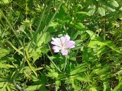 Geranium wlassovianum