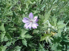 Geranium wlassovianum