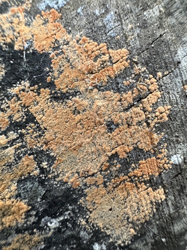 Acrostalagmus luteoalbus, 2024-09-18