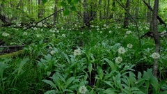 Allium microdictyon