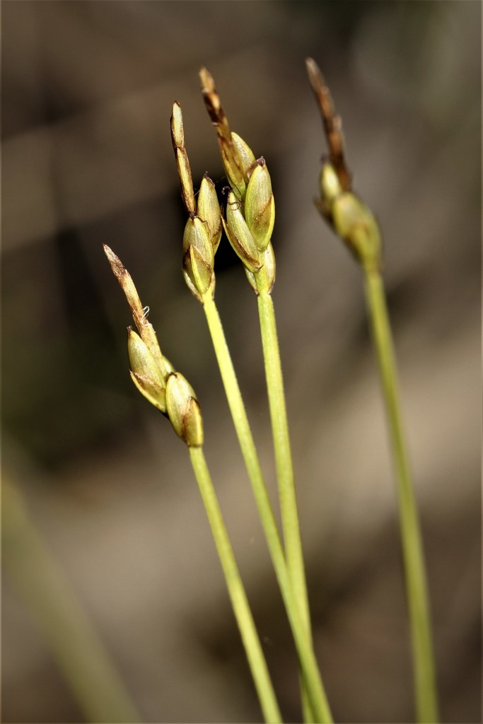 bristle-stalked sedge