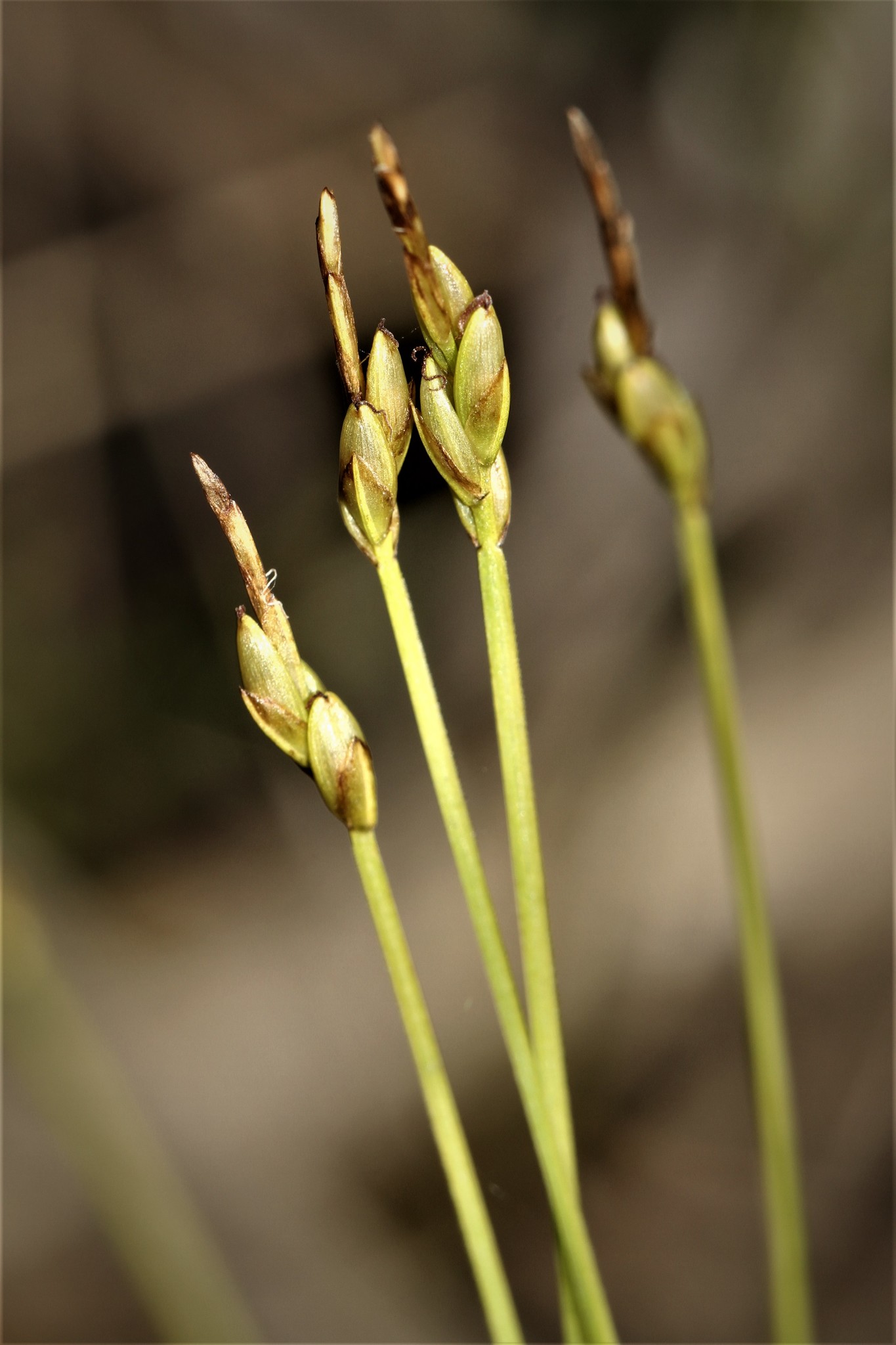 Carex leptalea
