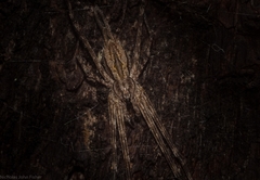 Tamopsis fickerti