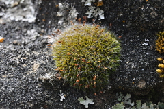 Grimmia lisae
