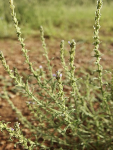 Image of Verbena gracilis by (c) Sue Carnahan, some rights reserved (CC BY)