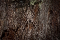 Tamopsis fickerti