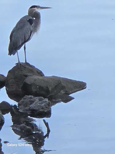 Great Blue Heron photographed in Oregon