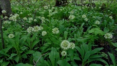 Allium microdictyon
