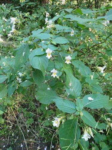 Image of Impatiens edgeworthii by (c) Angelika Baumann, some rights reserved (CC BY)