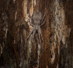 Tamopsis fickerti