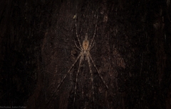 Tamopsis fickerti