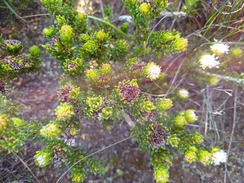 Image of Agathosma eriantha by (c) Martjie Fia Fourie, some rights reserved (CC BY)