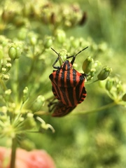 Graphosoma italicum italicum