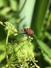 Graphosoma italicum italicum
