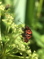 Graphosoma italicum italicum