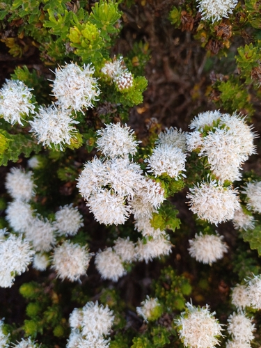 Image of Rigid Buchu (Agathosma eriantha) by (c) Martjie Fia Fourie, some rights reserved (CC BY)