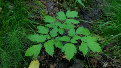 Actaea erythrocarpa