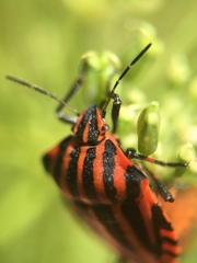 Graphosoma italicum italicum