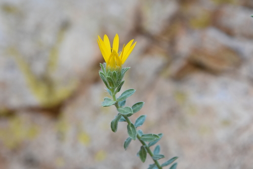 Arizona False Goldenaster (Heterotheca arizonica)