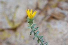 Arizona Golden Aster (Heterotheca arizonica)