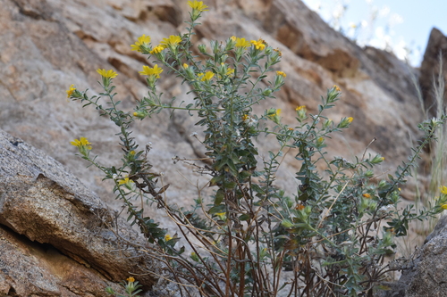 Image of Heterotheca arizonica by no rights reserved