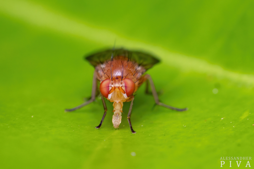 Chaetominettia corollae