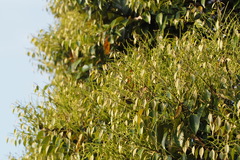 Castanopsis sieboldii