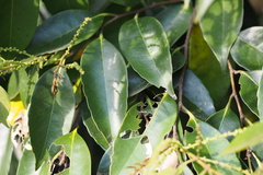 Castanopsis sieboldii