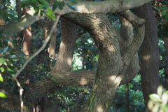 Castanopsis sieboldii