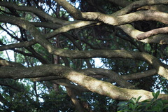 Castanopsis sieboldii