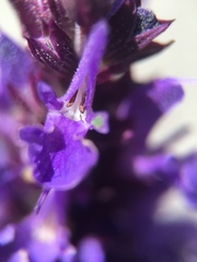 Salvia nemorosa