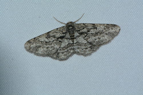 iNaturalist observation photo of Butterflies and Moths