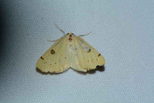 iNaturalist observation photo of Sulphur Moth