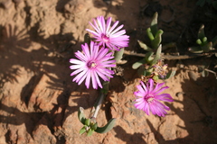 Ruschia diversifolia