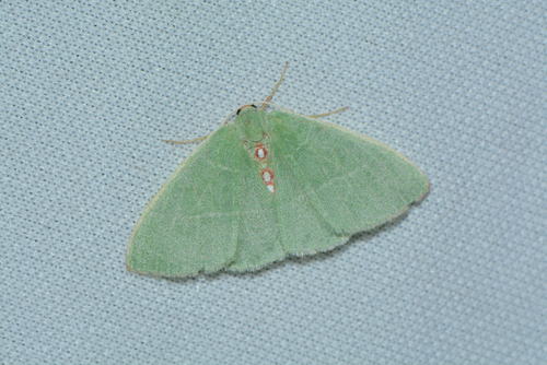 iNaturalist observation photo of Emerald Moths