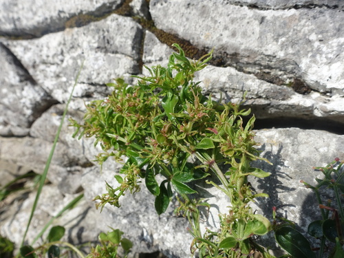Aculus rubiae