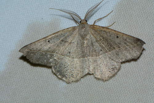 iNaturalist observation photo of Butterflies and Moths