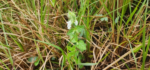 Image of Stachys natalensis by (c) Suvarna Parbhoo Mohan, some rights reserved (CC BY-SA)