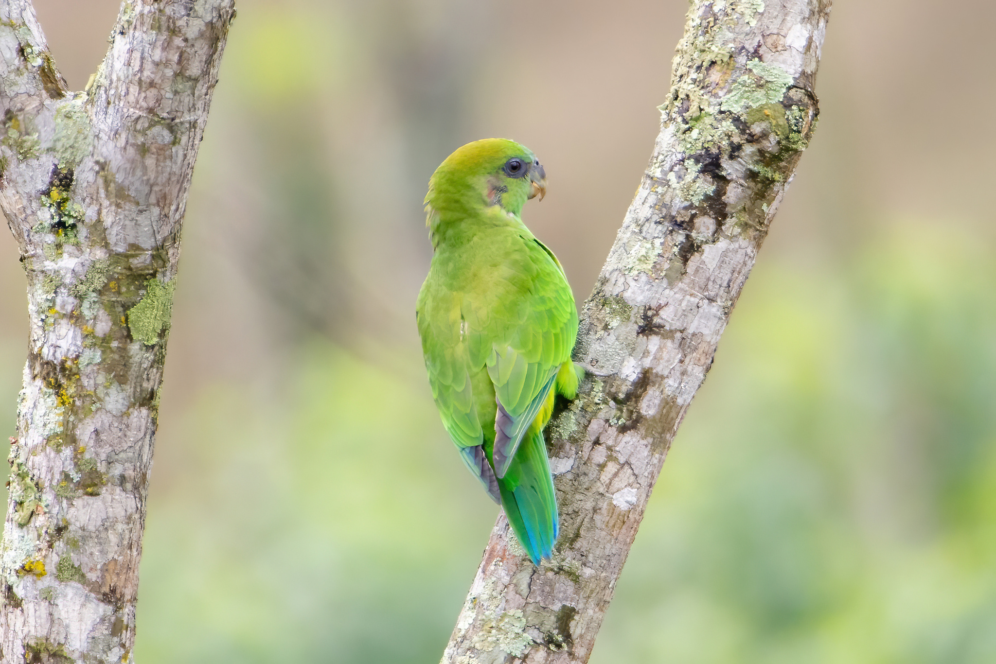 Pileated Parrot (Pionopsitta pileata), photo 2
