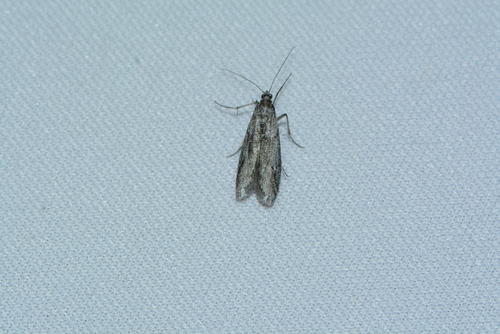 iNaturalist observation photo of Butterflies and Moths