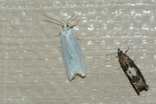 iNaturalist observation photo of Butterflies and Moths