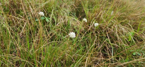 Image of White Bluntflower Sedge (Cyperus niveus) by (c) Suvarna Parbhoo Mohan, some rights reserved (CC BY-SA)