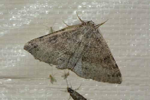 iNaturalist observation photo of Butterflies and Moths